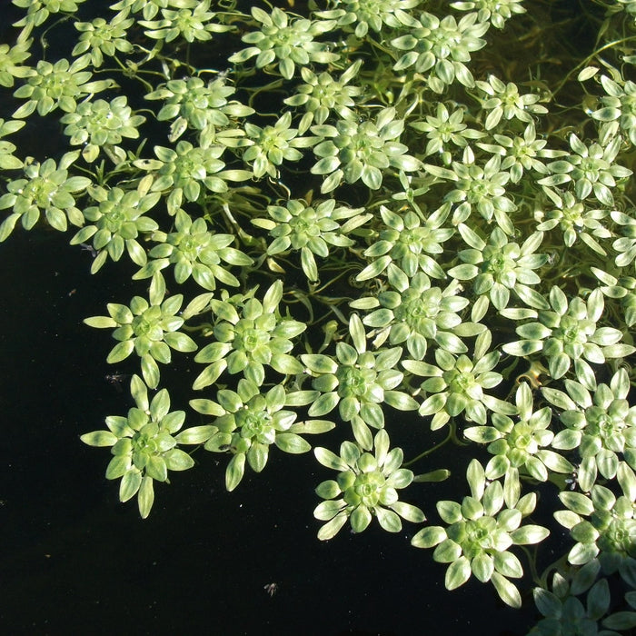 Callitriche Palustris | Water Starwort - Oxygenating Aquatic Plant