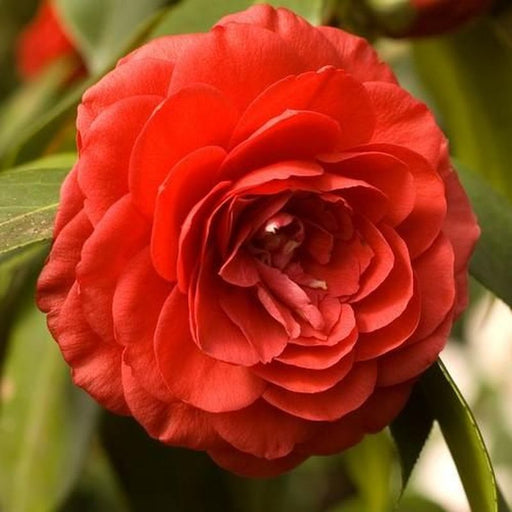 Camellia japonica 'Lady Campbell'