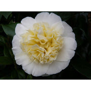 Camellia japonica 'Brushfields Yellow'