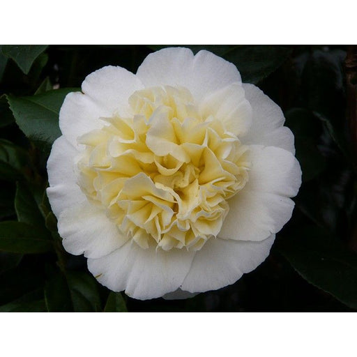 Camellia japonica 'Brushfields Yellow'