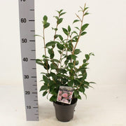 Camellia jap. 'Spring Festival' 1.5 Ltr pot