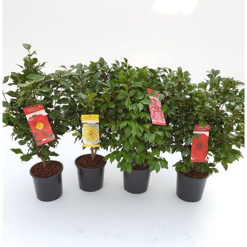 Camellia japonica mix 60-80cm Tall 6.5 Litre With 40 Buds