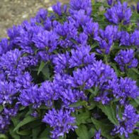 Campanula glomerata 'Genti Blue'