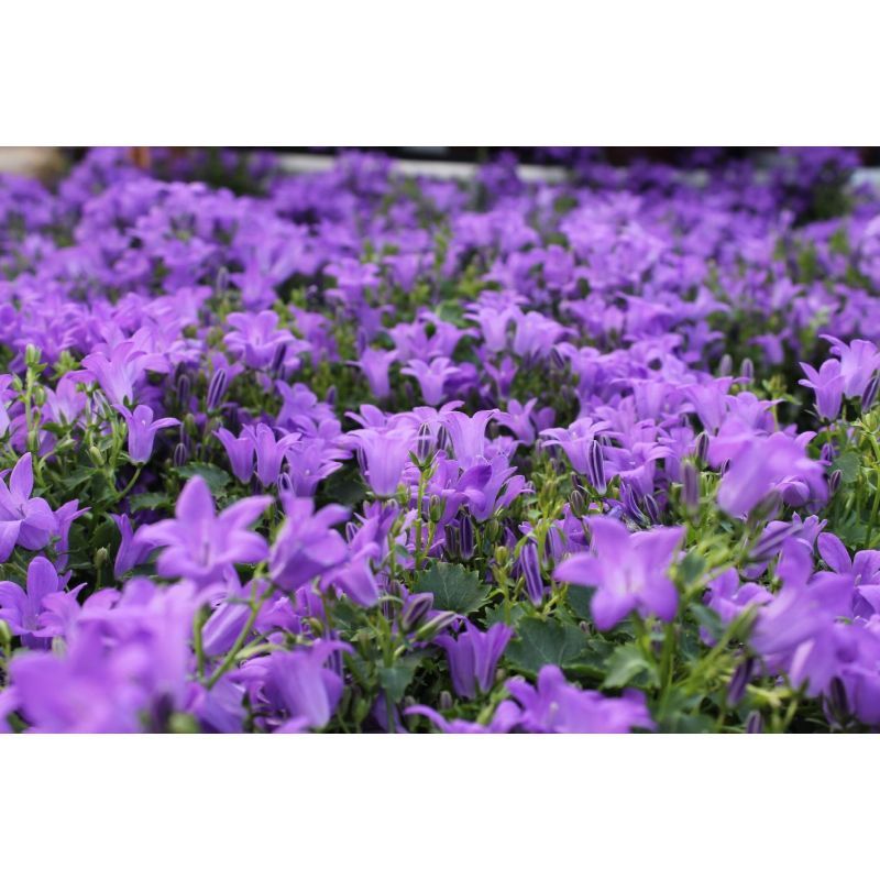 Campanula Portenschlagiana - P11 Pot