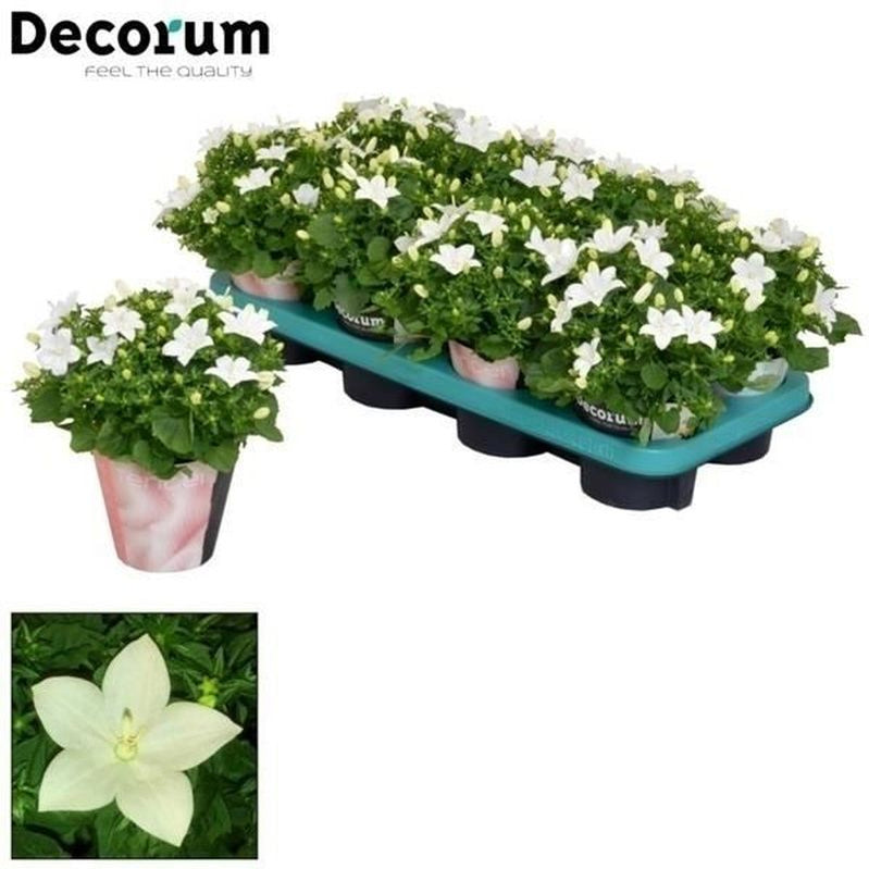 Buy Seasonal Bedding Plants Bedding Plants Dublin Bedding Plants
