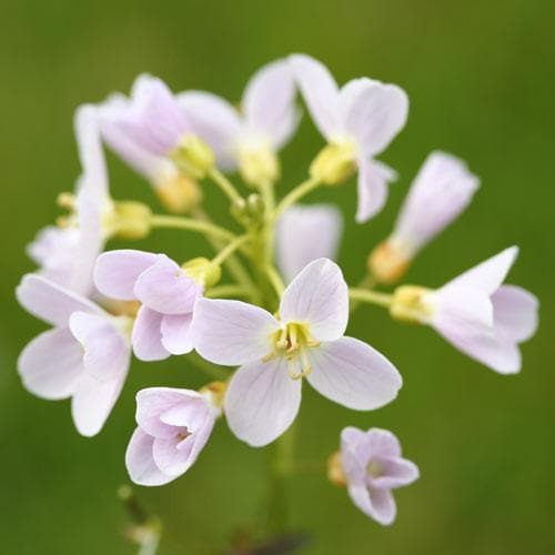 Cardamine pratensis 'Flore pleno' | double-flowered cuckooflower P9