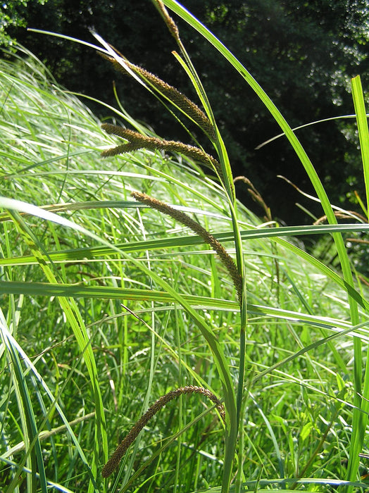 Carex acuta | slender tufted-sedge P9