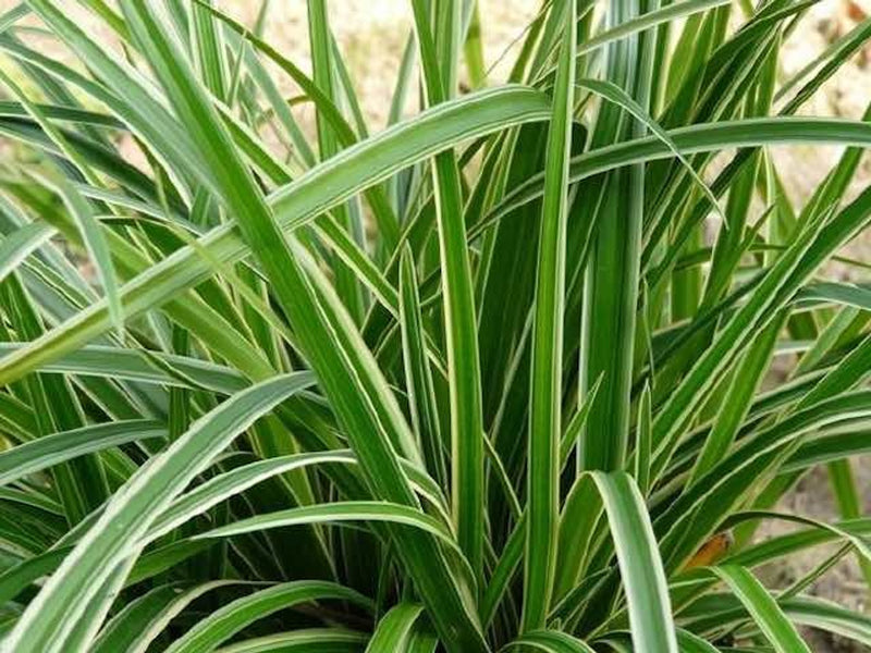 Carex morrowii Ice Dance