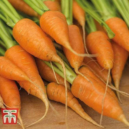 Carrot Chantenay R. Cor. 3 Sup