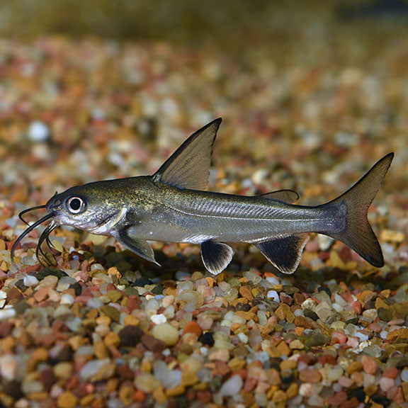 Catfish Columbian Shark