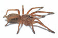 Chilobrachys Huahini Tarantula