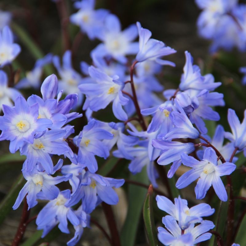 Chionodoxa Forbesii