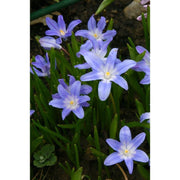 Chionodoxa Luciliae