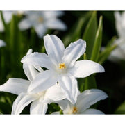 Chionodoxa Luciliae Alba