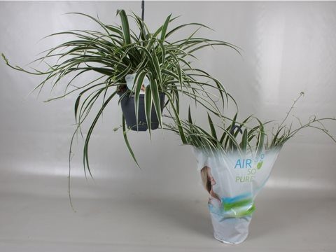 Chlorophytum com. 'Vittatum' P19 hanging pot