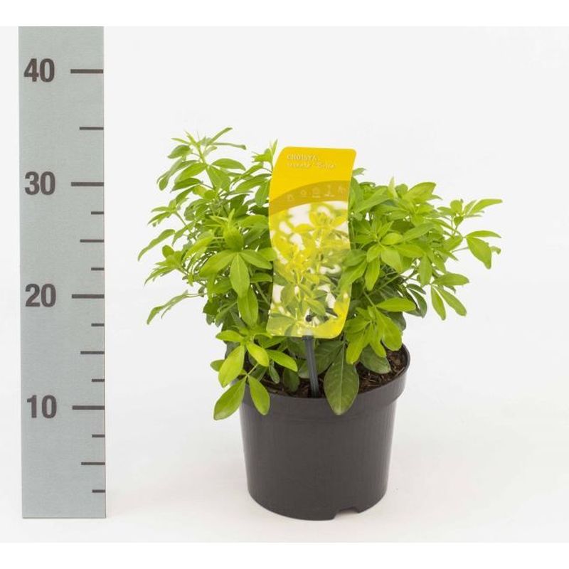 Choisya ternata Sundance Brica 2 Litre Pot
