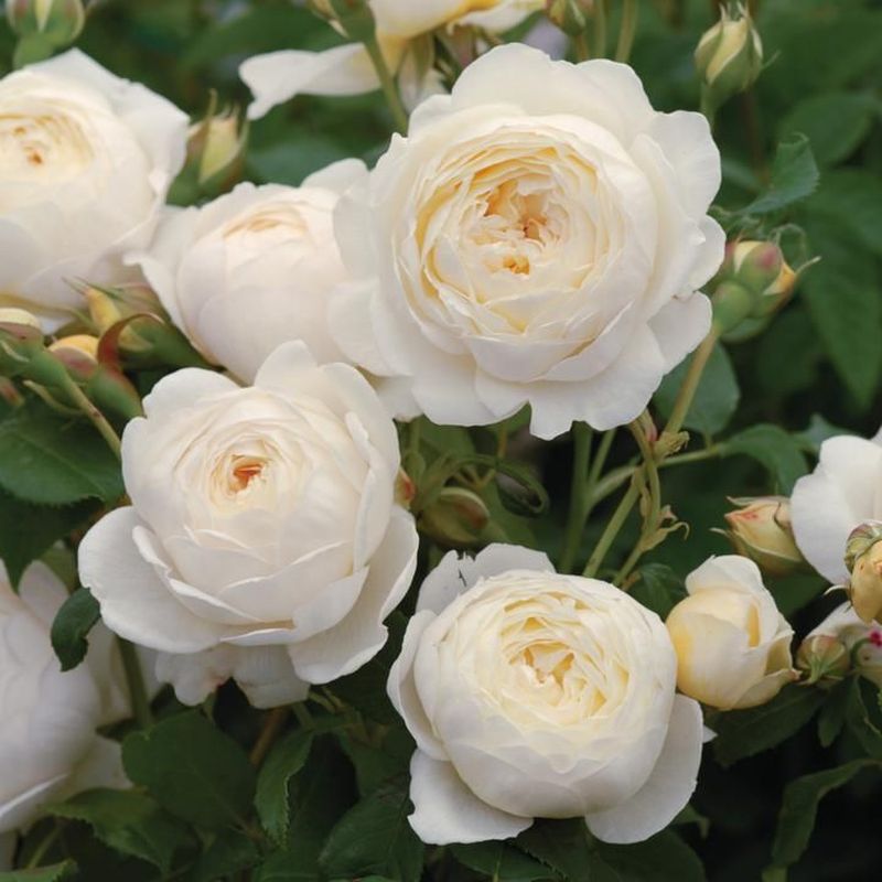 Claire Austin David Austin Fragrant Rose 6 Litre