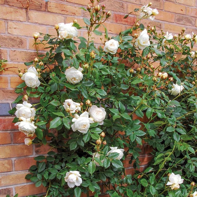 Claire Austin David Austin Fragrant Rose 6 Litre