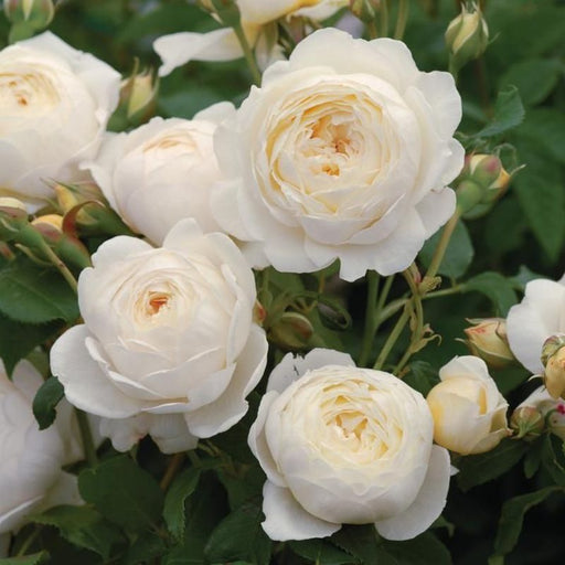Claire Austin David Austin Fragrant Rose 6 Litre