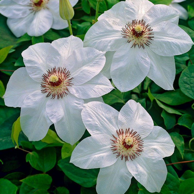 Clematis 'Miss Bateman'