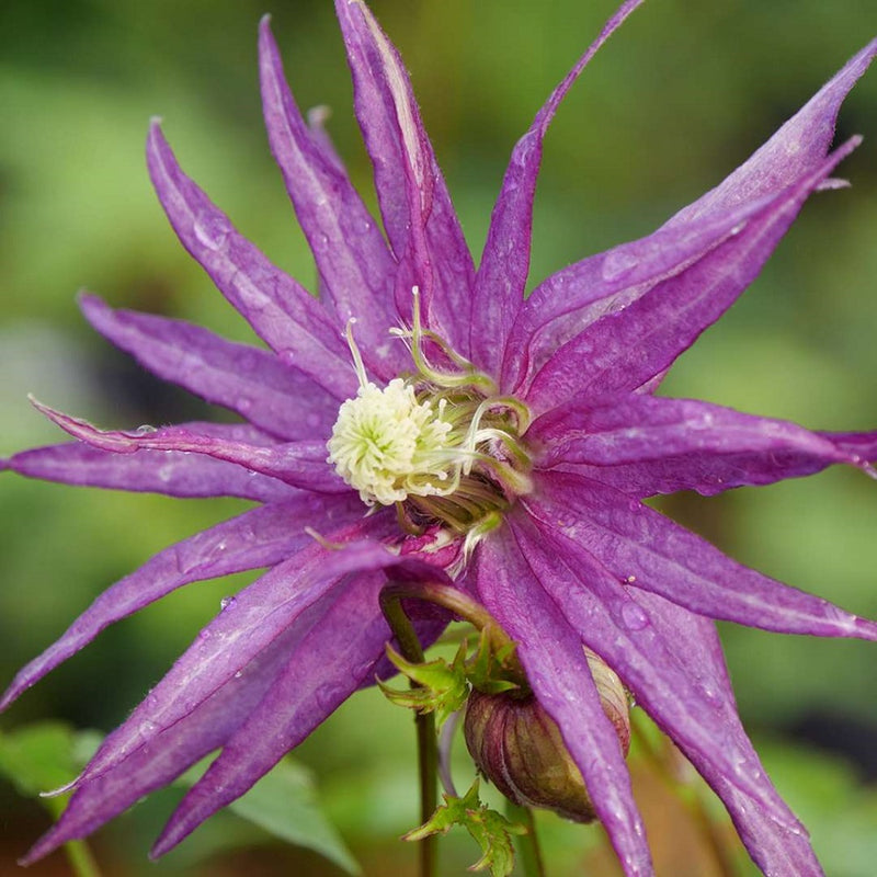 Clematis 'Octopus'