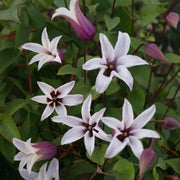 Clematis 'Princess Kate'