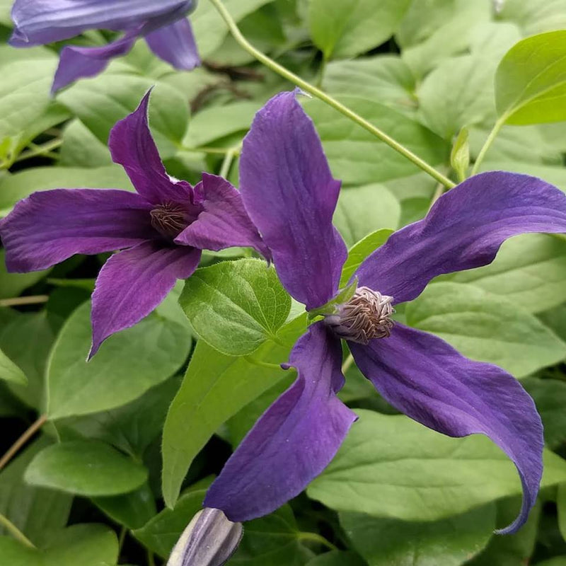 Clematis 'Blue Ocean'