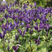 Clematis 'Blue Ocean'