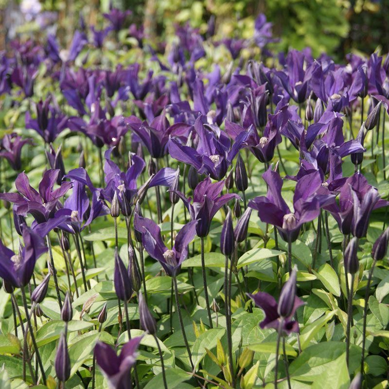 Clematis 'Blue Ocean'