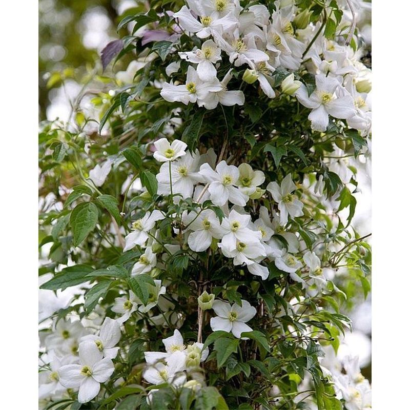 Clematis montana 'Grandiflora'