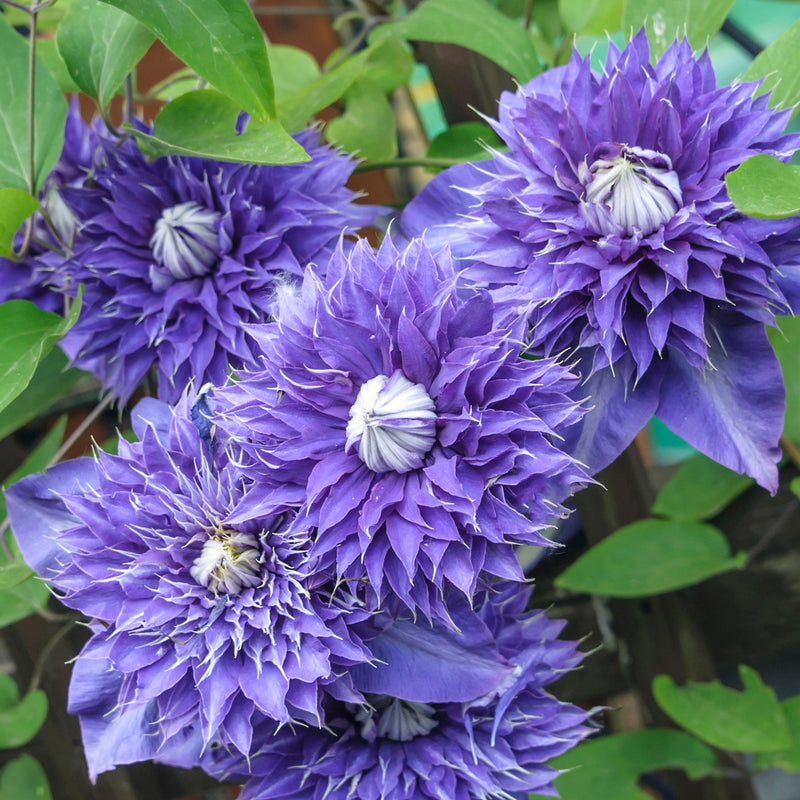 Clematis 'Multi Blue'