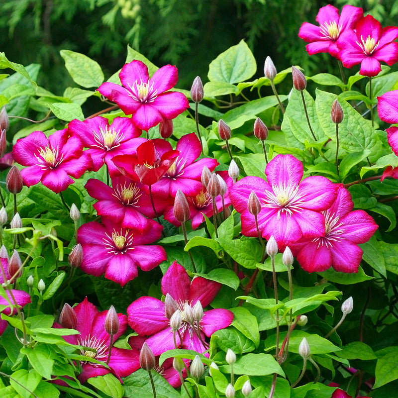 Clematis Rouge Cardinal
