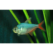 Colombian Redfin Tetra