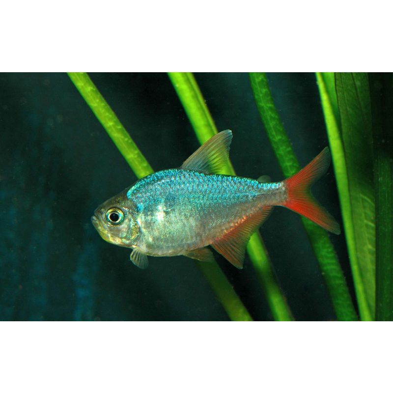 Colombian Redfin Tetra