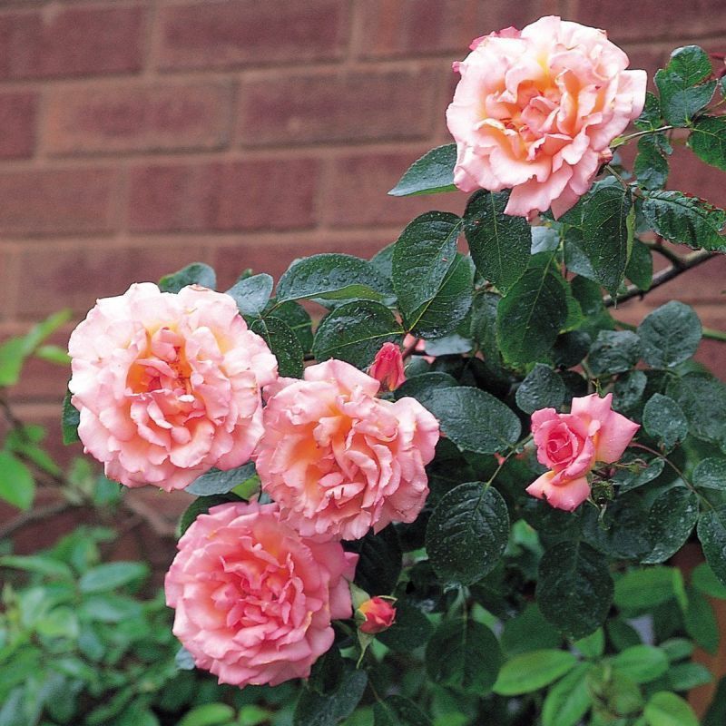 Compassion Climbing Rose - 5 Litre