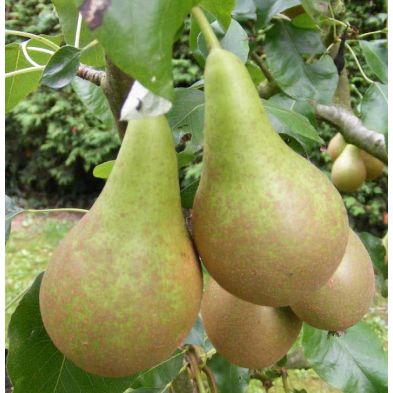 Pear 'Conference' 2 Year Bush