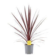 Cordyline australis 'Red Star' P17