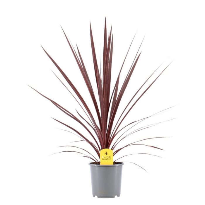Cordyline australis 'Red Star' P17