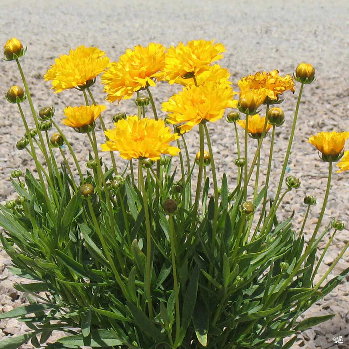 Coreopsis 'Early Sunrise' 9cm