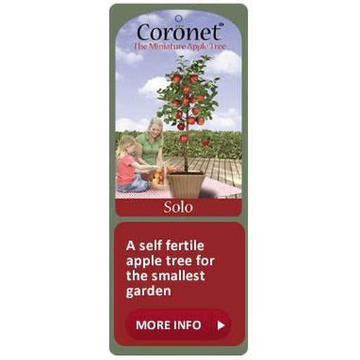 Apple Coronet Solo - Self Fertile