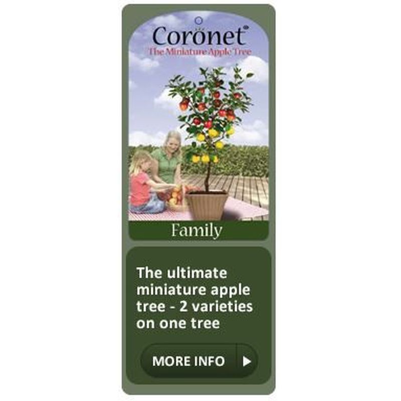 Apple Coronet Family Two Variety - Self Fertile