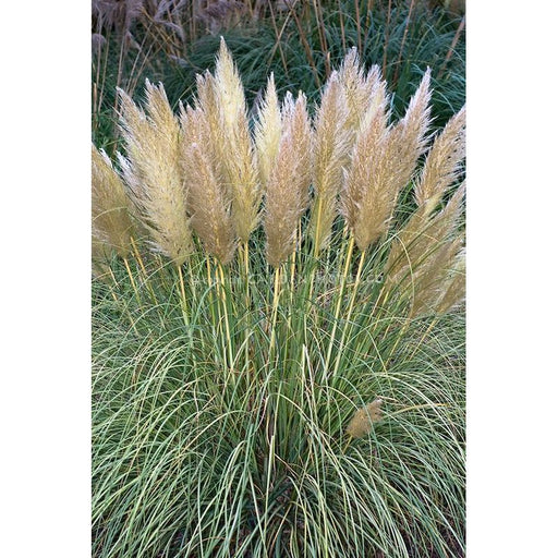 Cortaderia selloana 'Silver' | Pampas Grass Dwarf