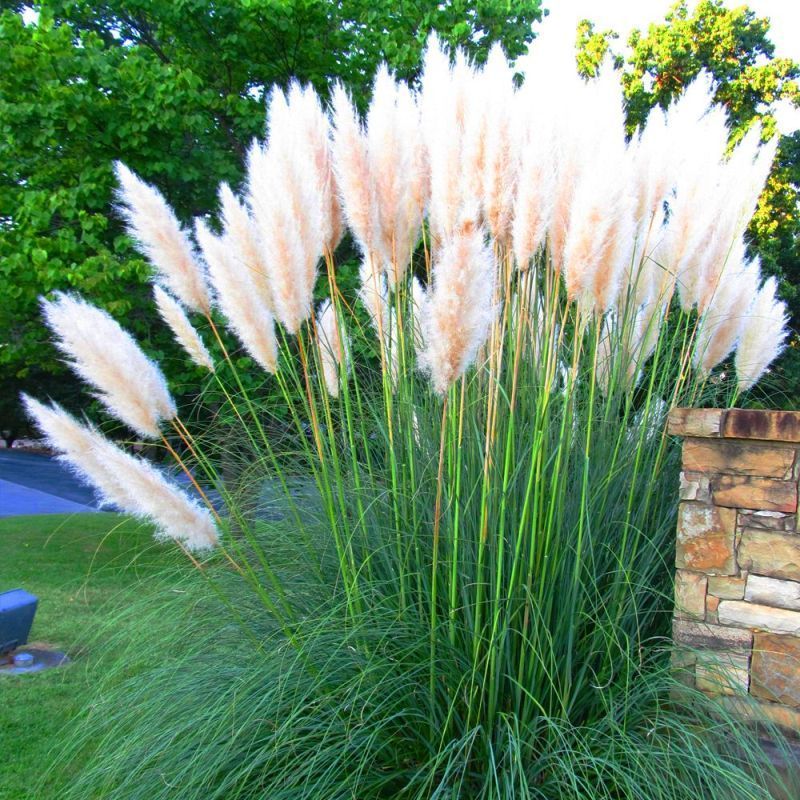 Cortaderia selloana | Pampas Grass White
