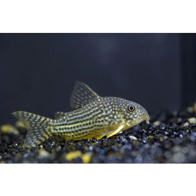 Corydoras Sterba