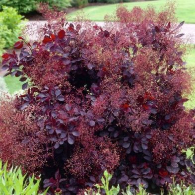 Cotinus cog. 'Royal Purple' | Purple Smokebush