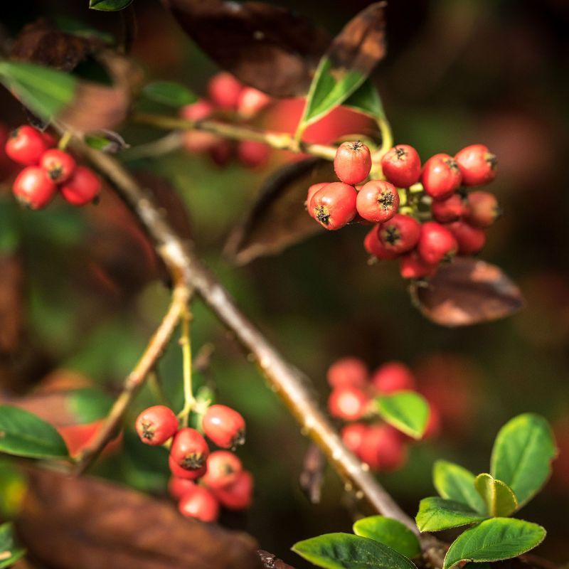Cotoneaster Hybridus Pendulus Weeping Cotoneaster Tree 10L
