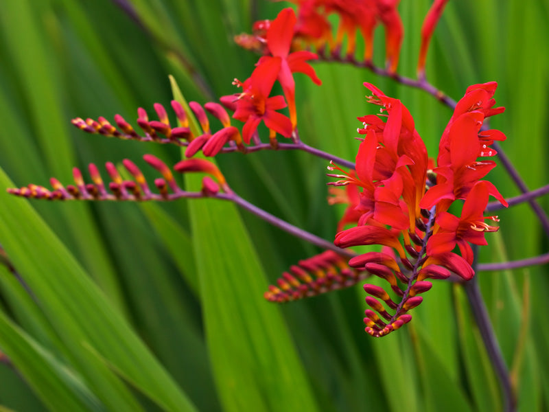 Crocosmia Lucifer (2 Litre)