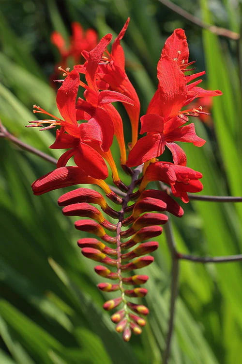Crocosmia Lucifer 2 Litre