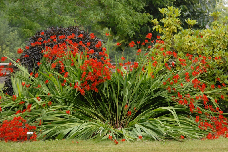 Crocosmia Lucifer (2 Litre)