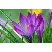 Crocus Ruby Giant 50 bulbs